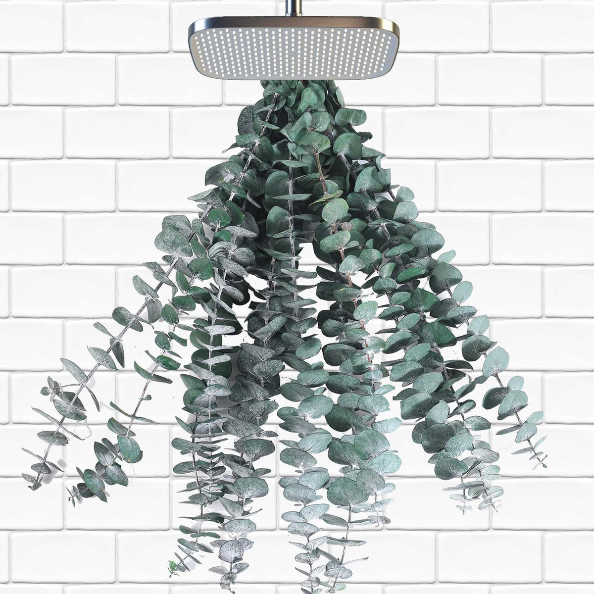 12 Pcs Dried Eucalyptus Stems for Shower 17 Natural Real Live Eucalyptus Leaves Branches Hanging Shower Plant for SPA Home Fragrance Bathroom Table Vase Decor